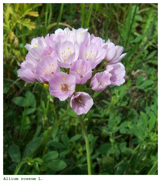 Allium roseum L.